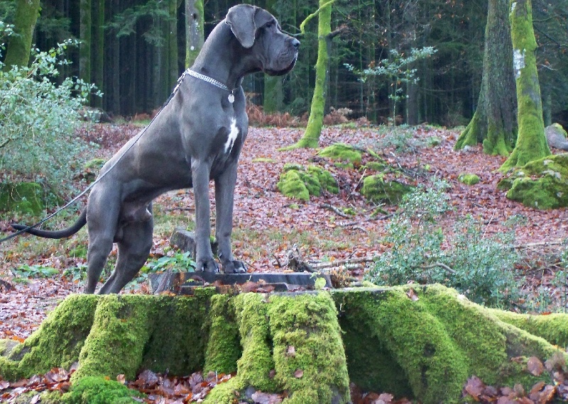 Les Dogue allemand de l'affixe Du Grand Cèdre Bleu