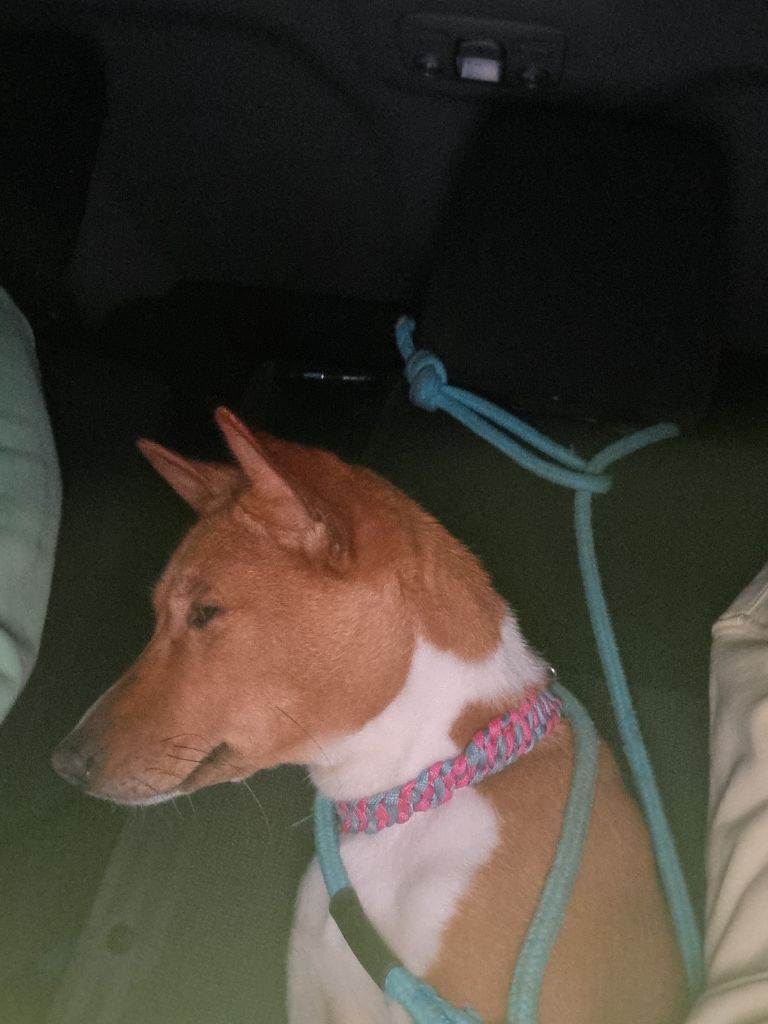 Les Basenji de l'affixe Du Grand Cèdre Bleu