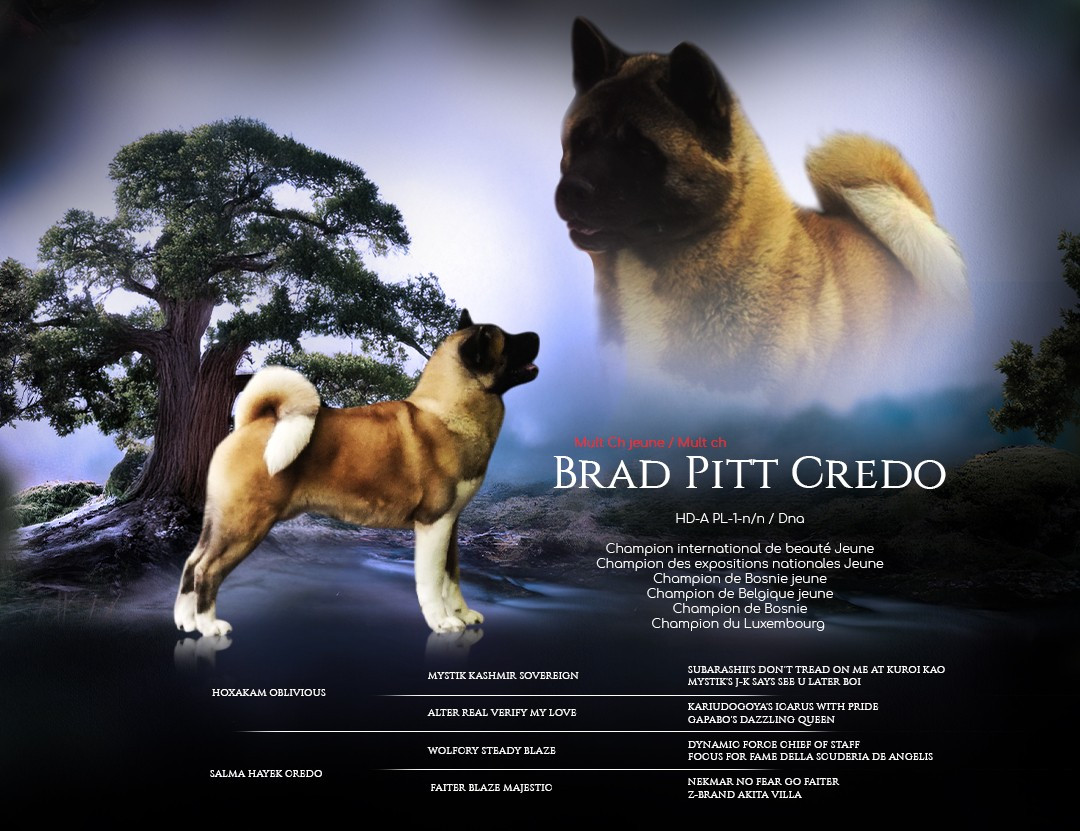 CH. MULT Ch.zeus credo