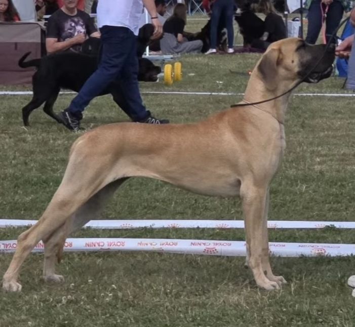 Uklejka z kuzni napoleon skiej