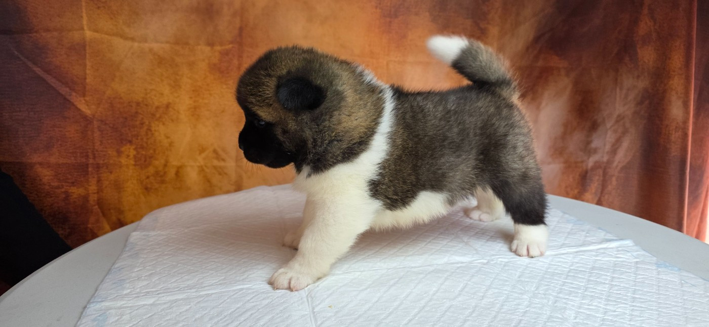 Du Grand Cèdre Bleu - Chiots disponibles - Akita americain