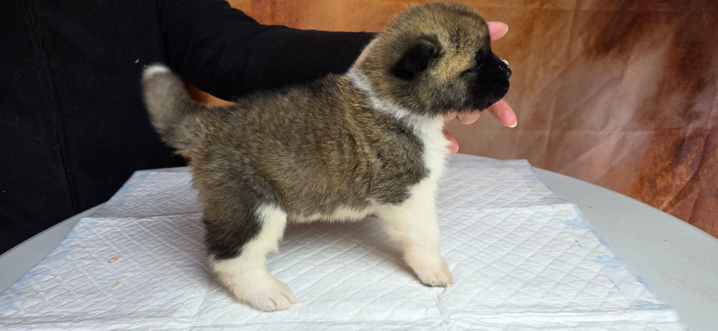 Du Grand Cèdre Bleu - Chiots disponibles - Akita americain