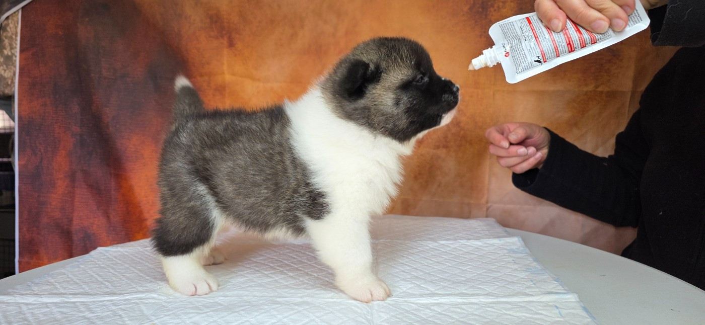 Du Grand Cèdre Bleu - Chiots disponibles - Akita americain