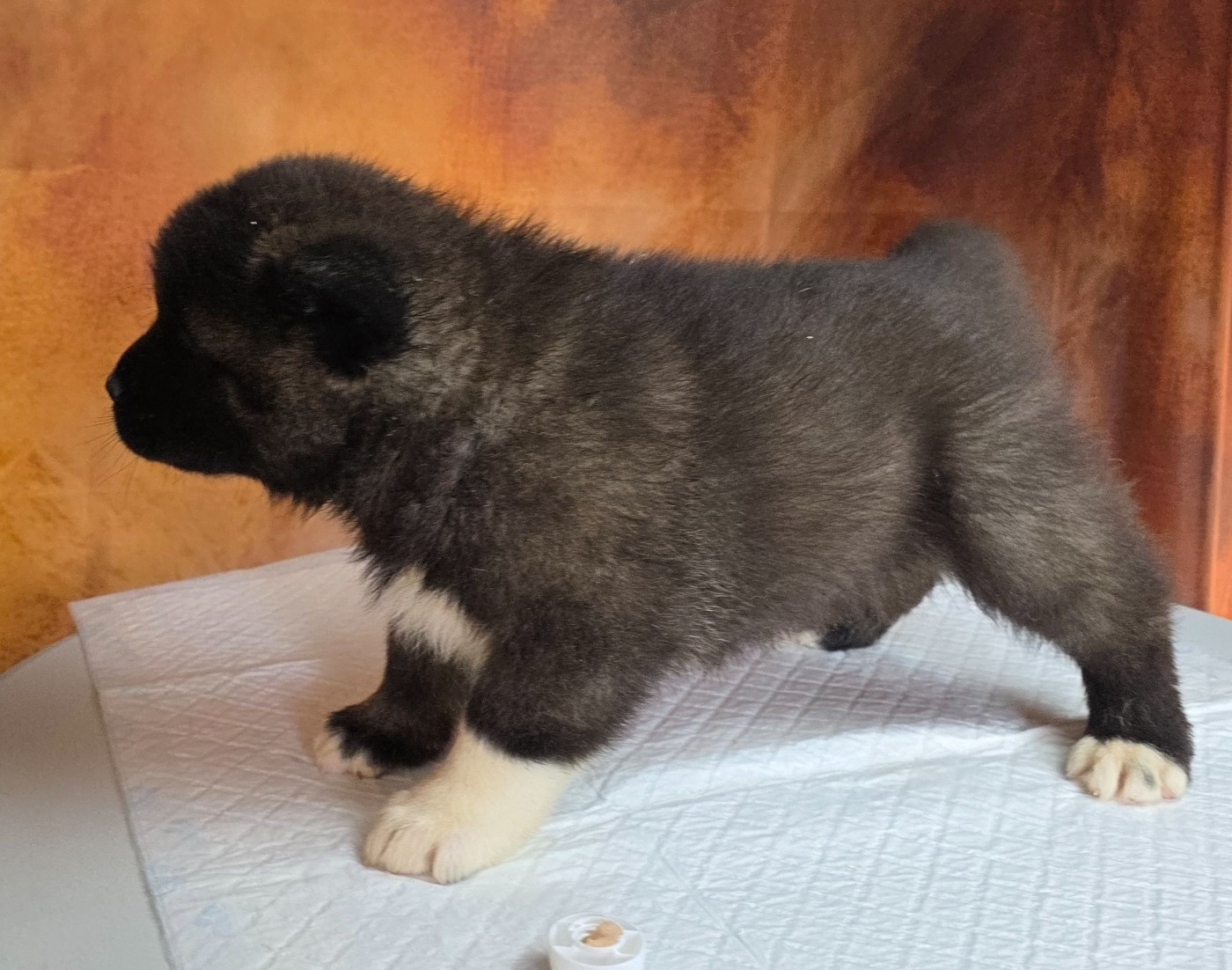 Du Grand Cèdre Bleu - Chiots disponibles - Akita americain