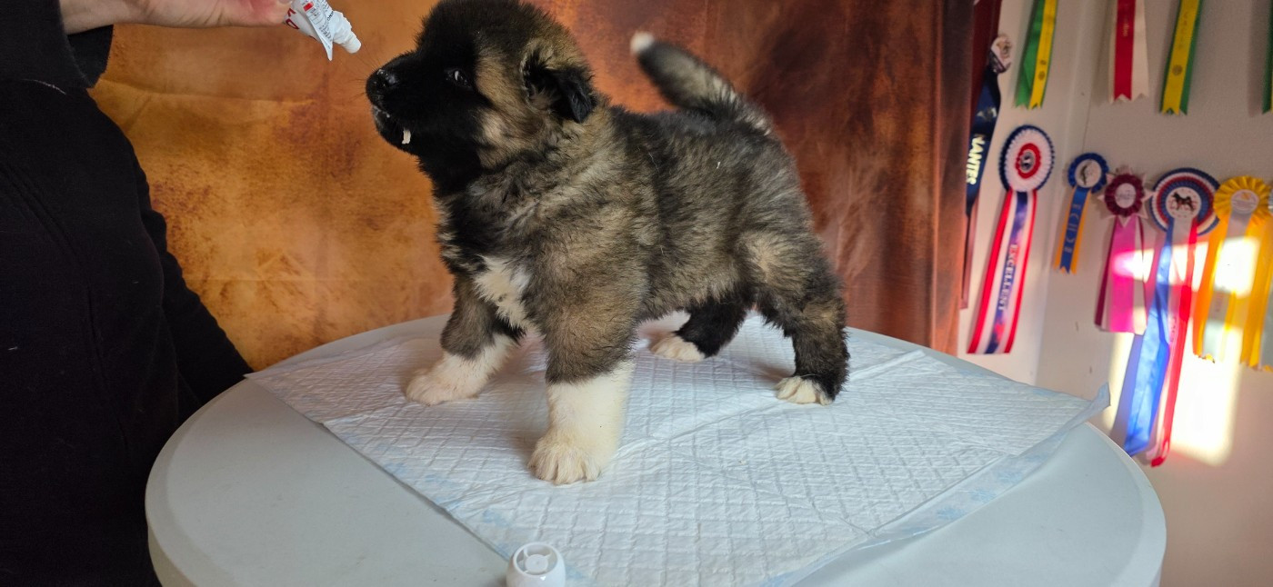 Du Grand Cèdre Bleu - Chiots disponibles - Akita americain