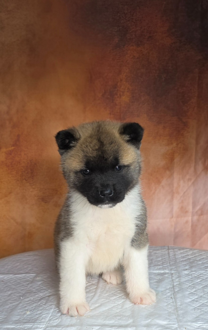 Du Grand Cèdre Bleu - Chiots disponibles - Akita americain