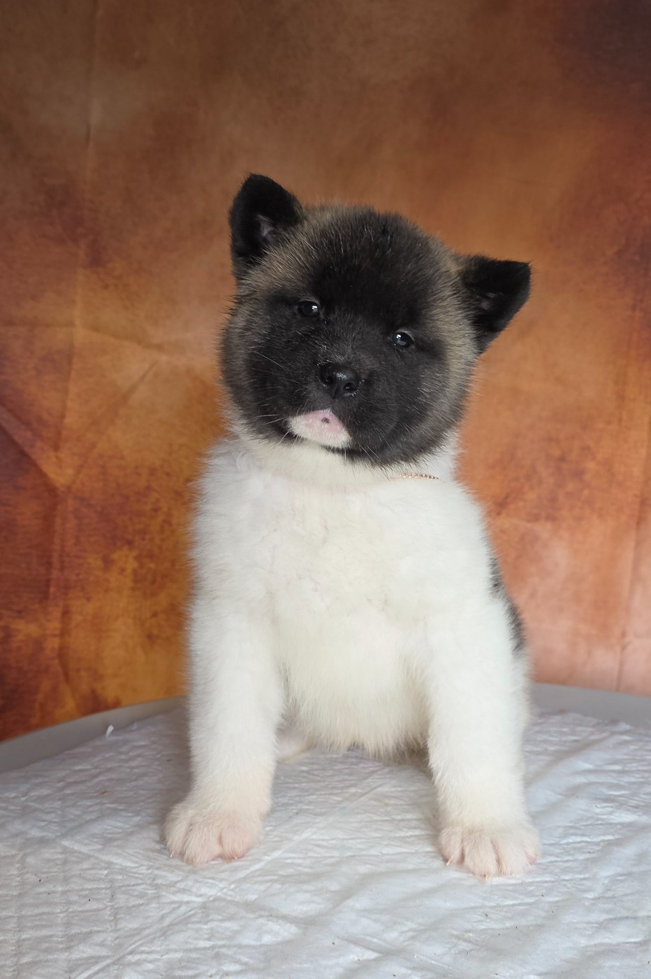 Du Grand Cèdre Bleu - Chiots disponibles - Akita americain
