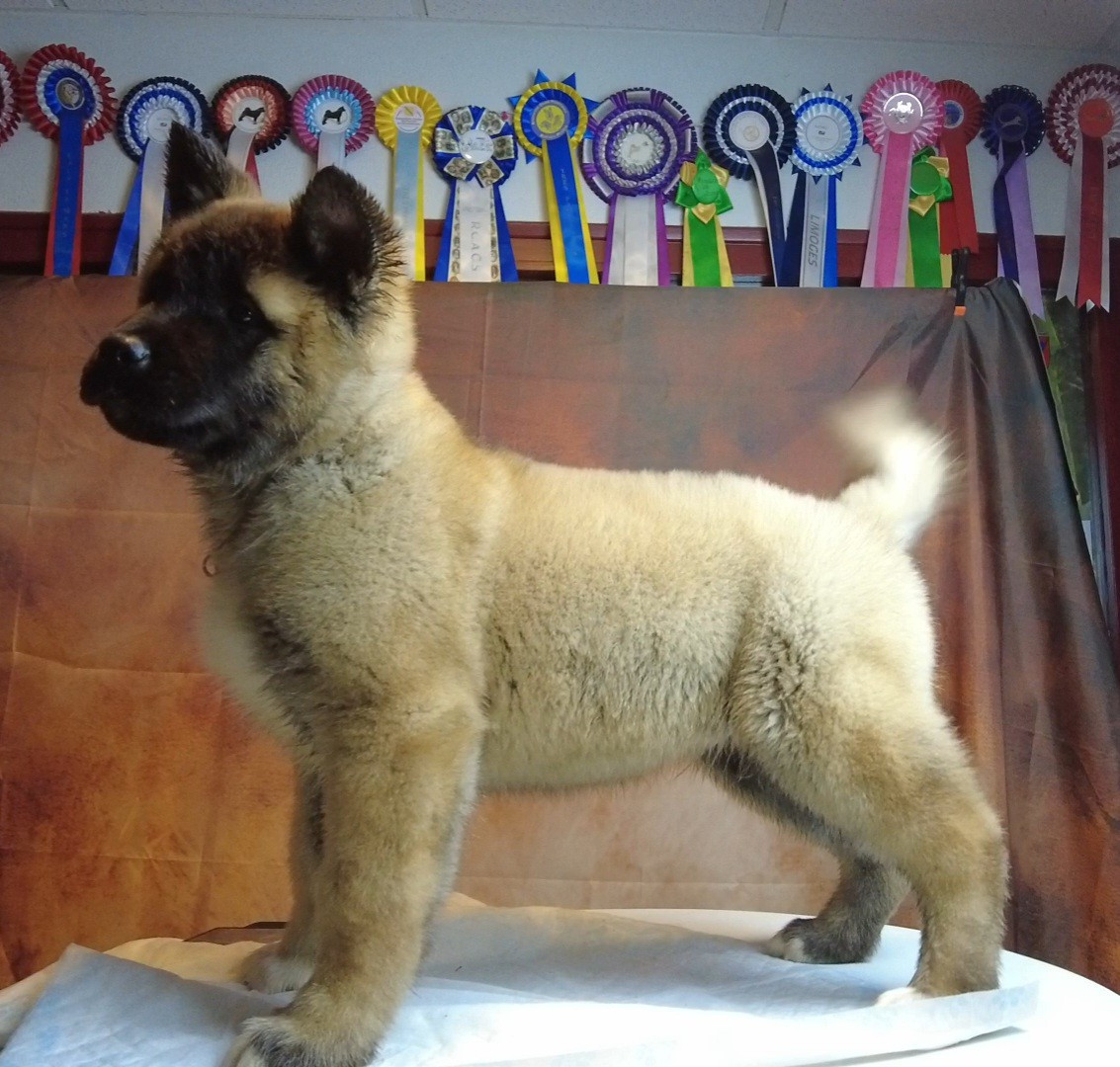 Du Grand Cèdre Bleu - Chiots disponibles - Akita americain