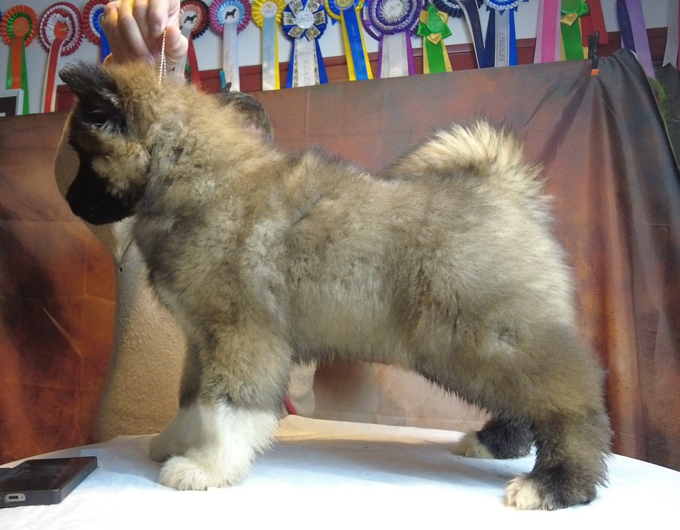Du Grand Cèdre Bleu - Chiots disponibles - Akita americain