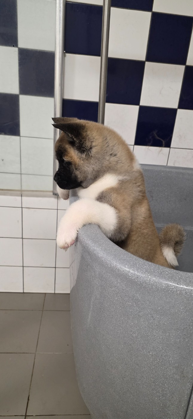 Du Grand Cèdre Bleu - Chiots disponibles - Akita americain