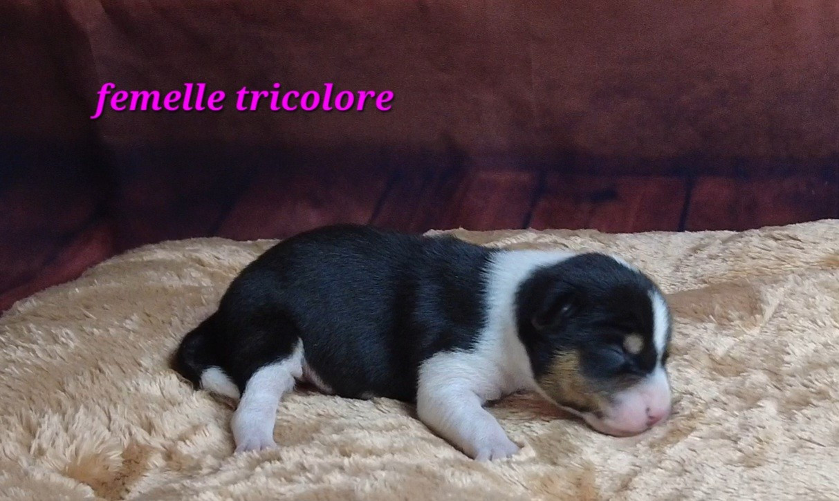 Du Grand Cèdre Bleu - Chiots disponibles - Basenji