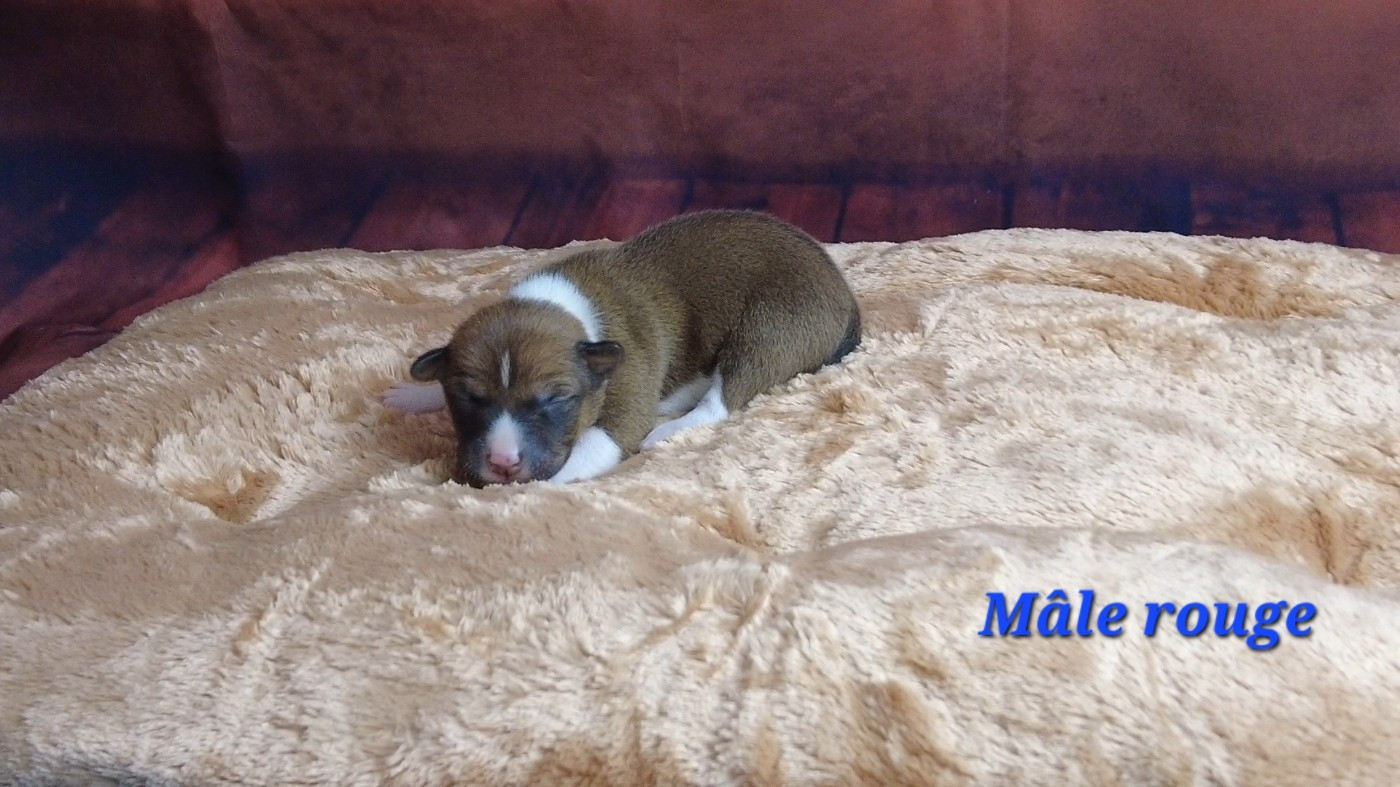 Du Grand Cèdre Bleu - Chiots disponibles - Basenji