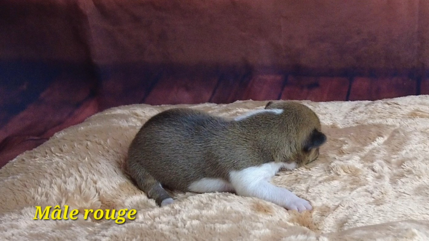 Du Grand Cèdre Bleu - Chiots disponibles - Basenji