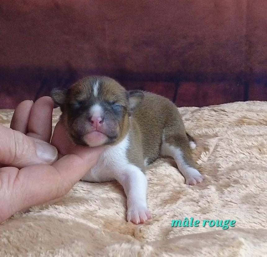 Du Grand Cèdre Bleu - Chiots disponibles - Basenji