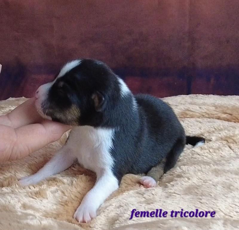 Du Grand Cèdre Bleu - Chiots disponibles - Basenji