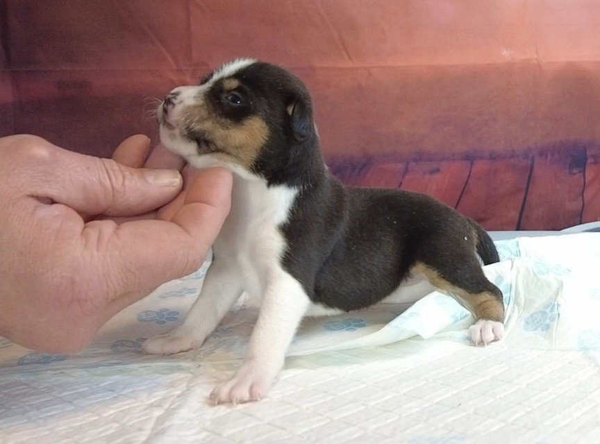 Du Grand Cèdre Bleu - Chiots disponibles - Basenji