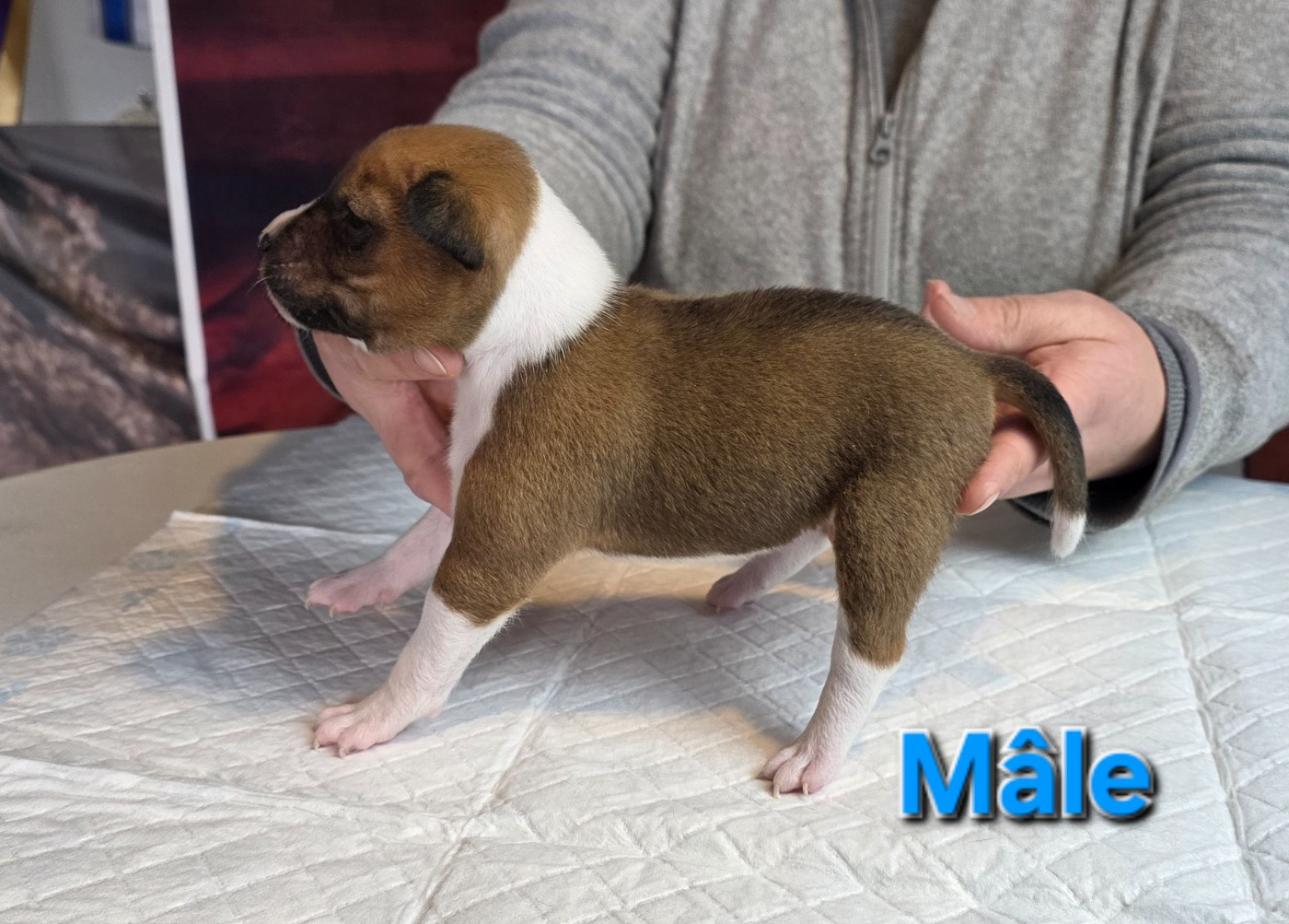 Du Grand Cèdre Bleu - Chiots disponibles - Basenji