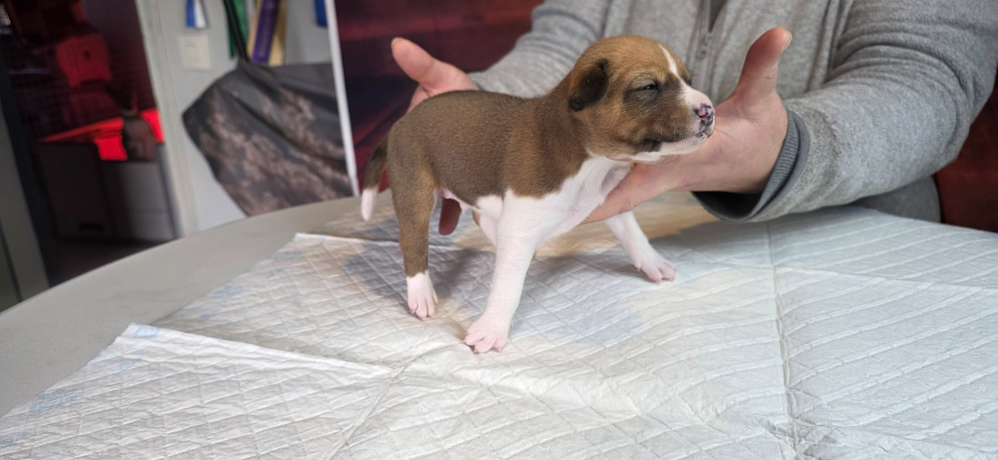 Du Grand Cèdre Bleu - Chiots disponibles - Basenji