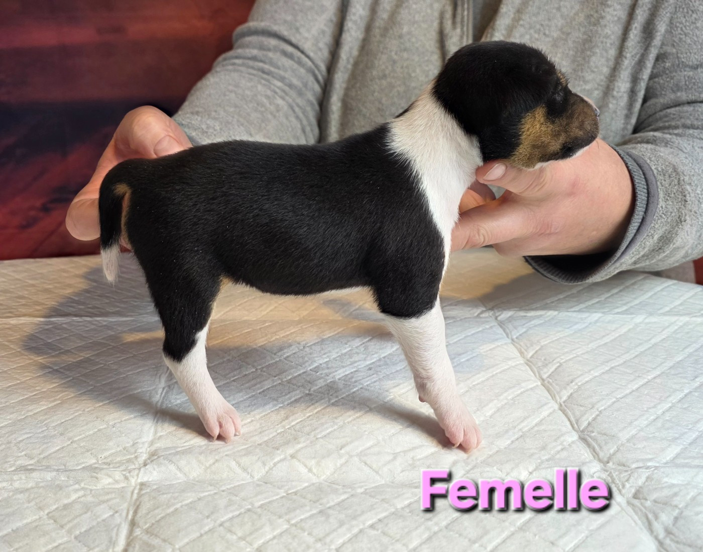 Du Grand Cèdre Bleu - Chiots disponibles - Basenji