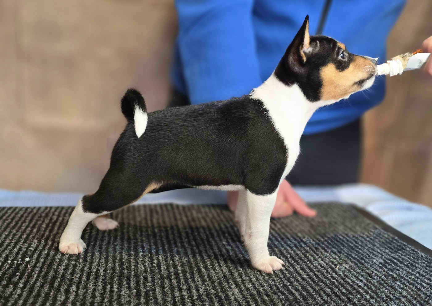 Du Grand Cèdre Bleu - Chiots disponibles - Basenji