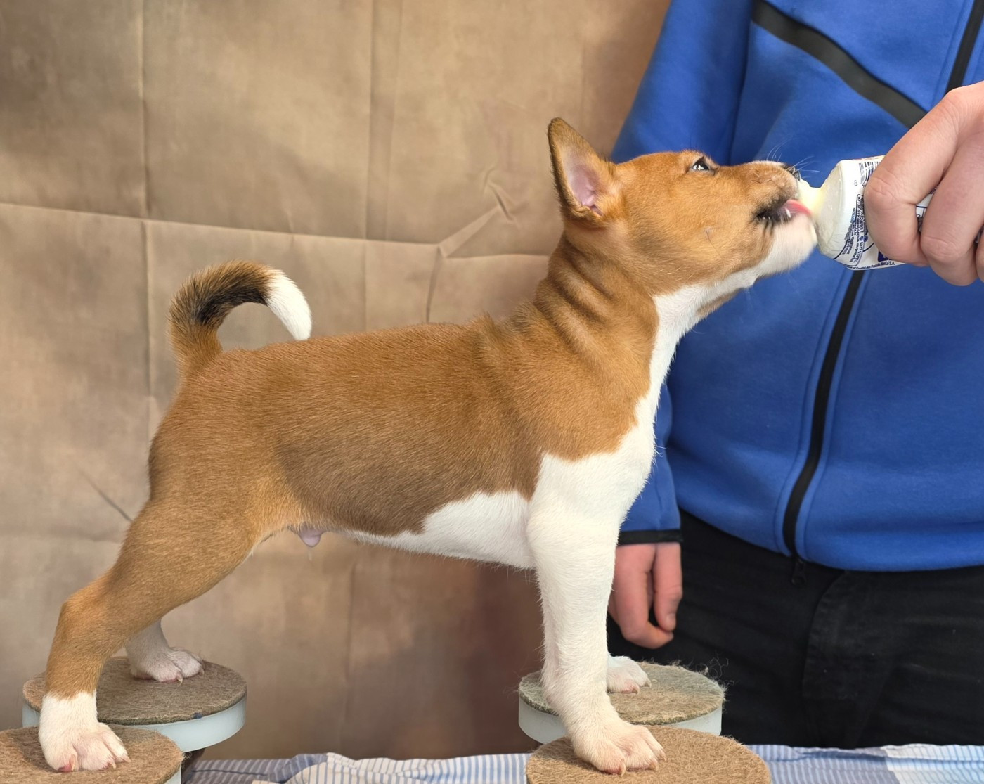 Du Grand Cèdre Bleu - Chiots disponibles - Basenji