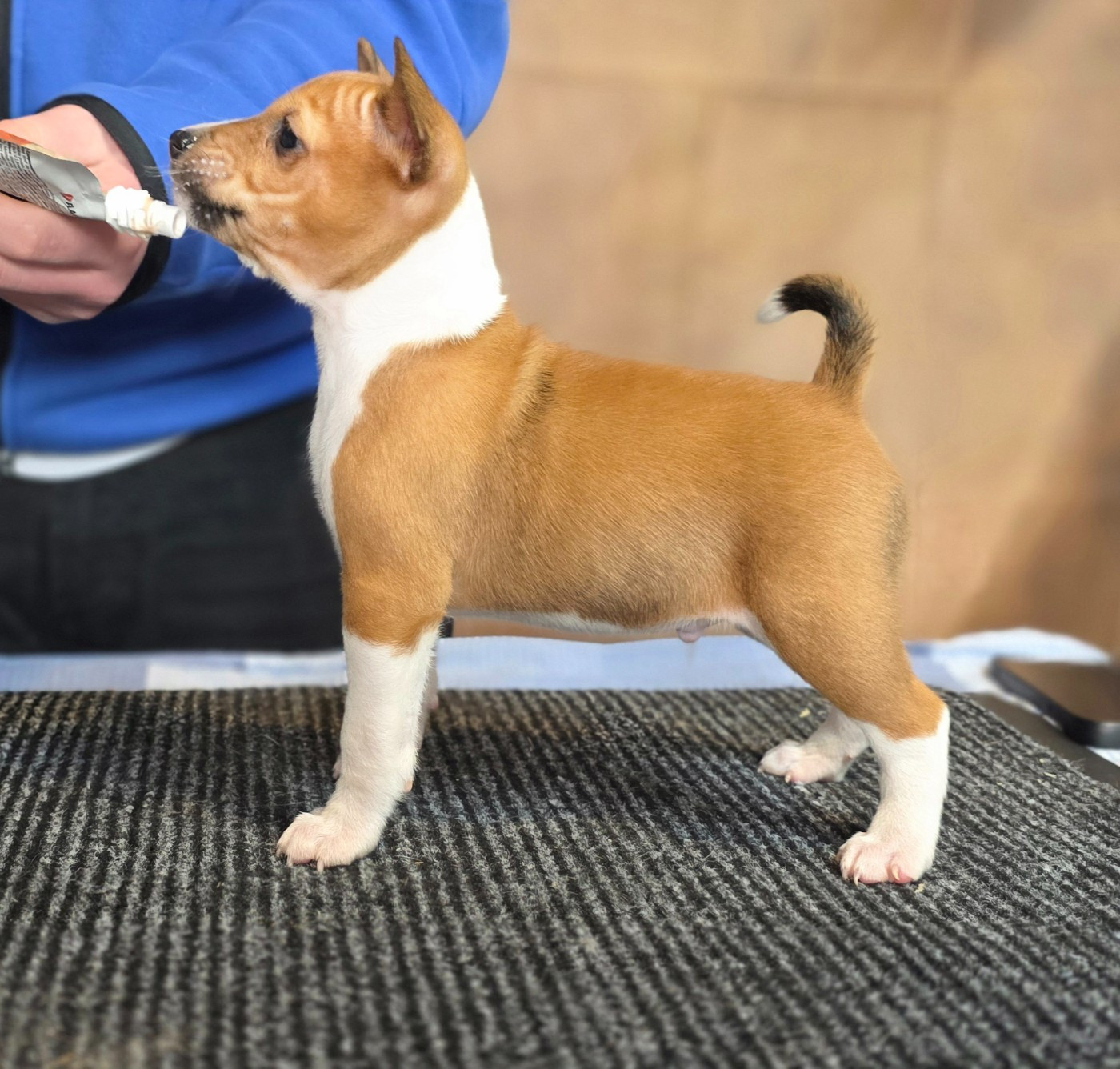 Du Grand Cèdre Bleu - Chiots disponibles - Basenji