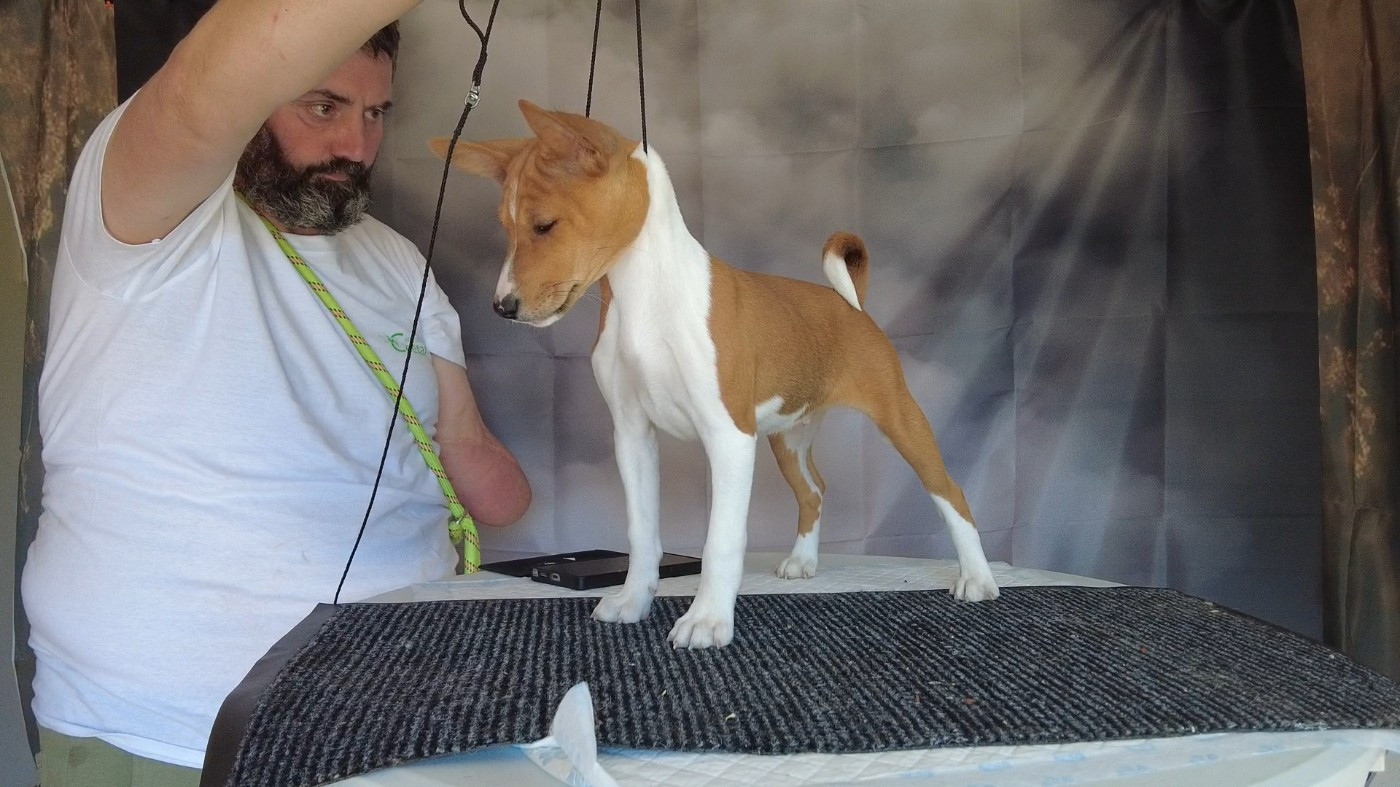 Du Grand Cèdre Bleu - Chiots disponibles - Basenji