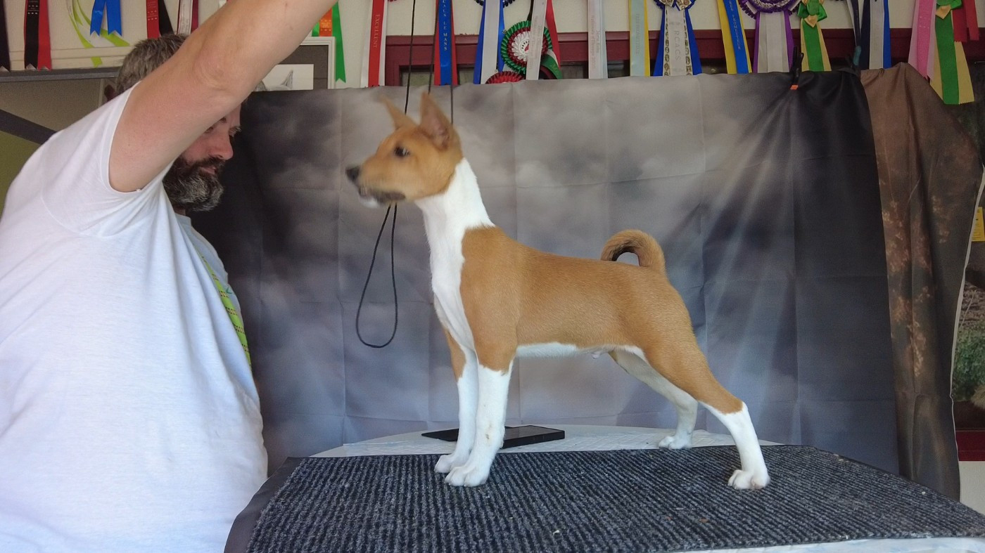 Du Grand Cèdre Bleu - Chiots disponibles - Basenji