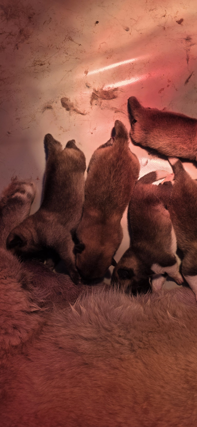 Chiot Akita americain Du Grand Cèdre Bleu