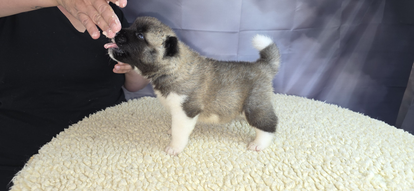 Du Grand Cèdre Bleu - Chiots disponibles - Akita americain
