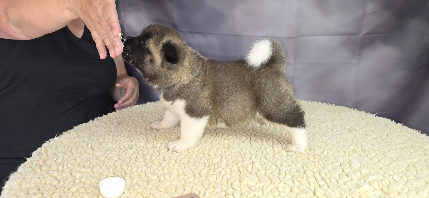 Du Grand Cèdre Bleu - Chiots disponibles - Akita americain