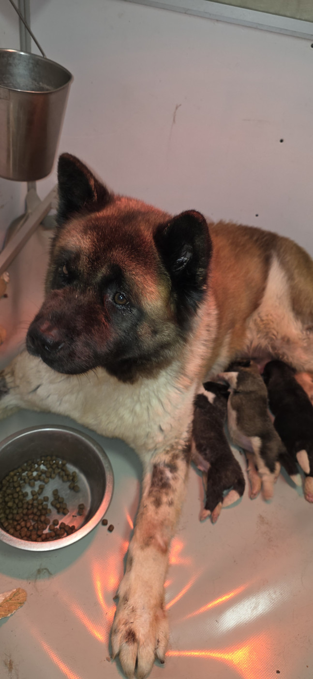 Chiot Akita americain Du Grand Cèdre Bleu