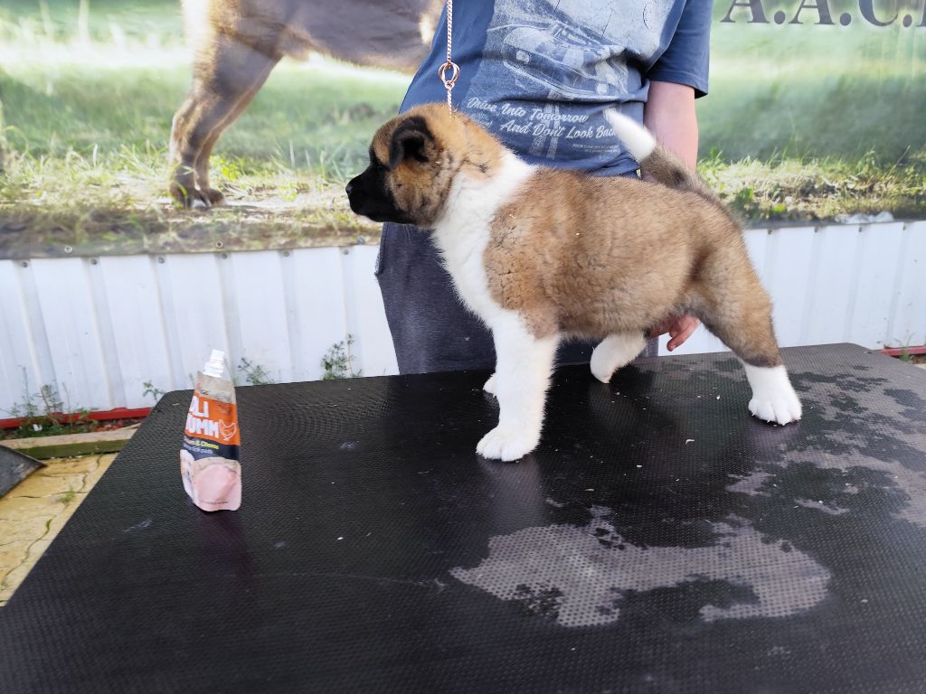 Du Grand Cèdre Bleu - Akita americain - Portée née le 17/02/2025