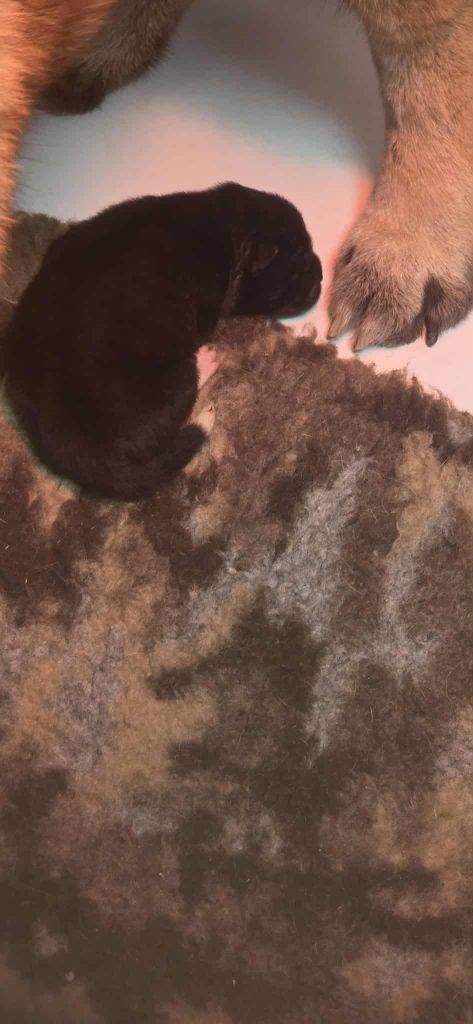 Du Grand Cèdre Bleu - Chiots disponibles - Akita americain