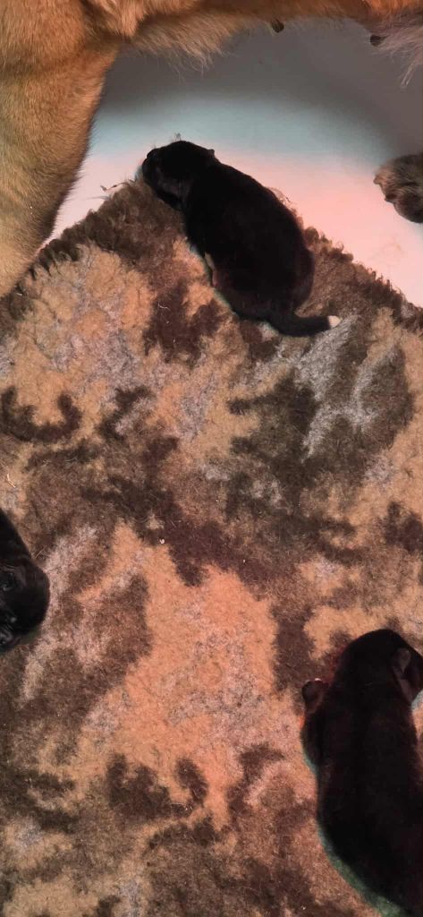 Du Grand Cèdre Bleu - Chiots disponibles - Akita americain