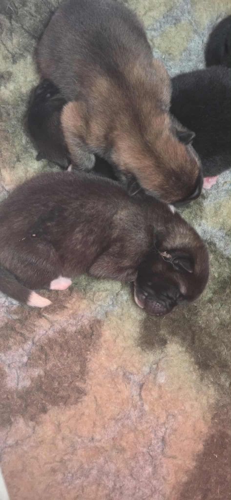 Du Grand Cèdre Bleu - Chiots disponibles - Akita americain