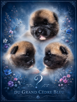 Chiot N°3