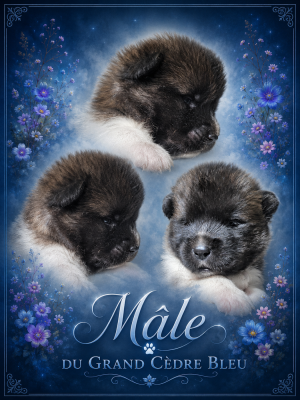 Chiot N°1