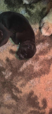 CHIOT