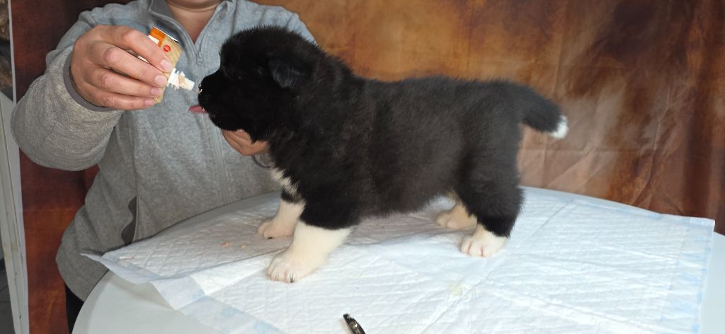 Du Grand Cèdre Bleu - Akita americain - Portée née le 04/09/2025