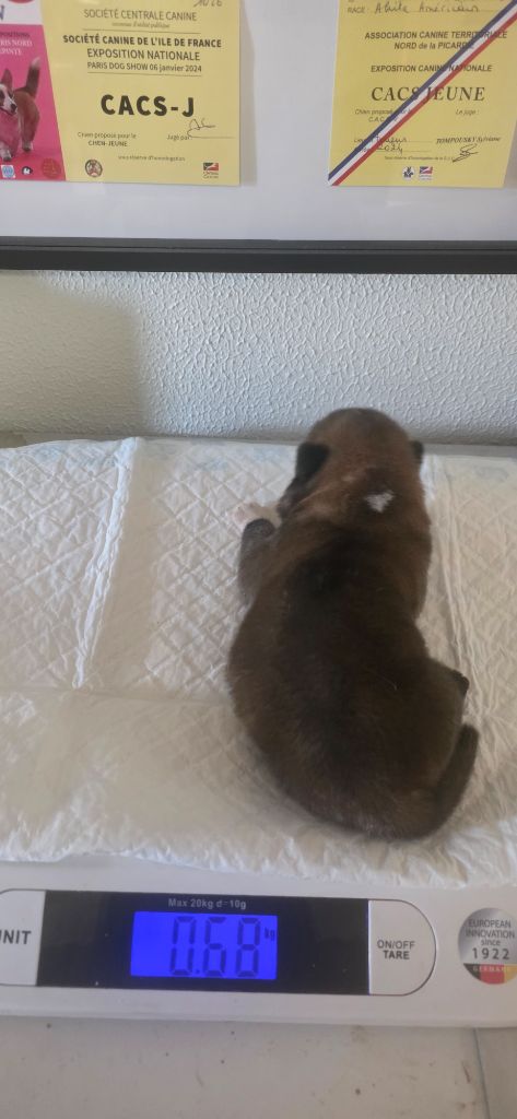 Du Grand Cèdre Bleu - Chiots disponibles - Akita americain