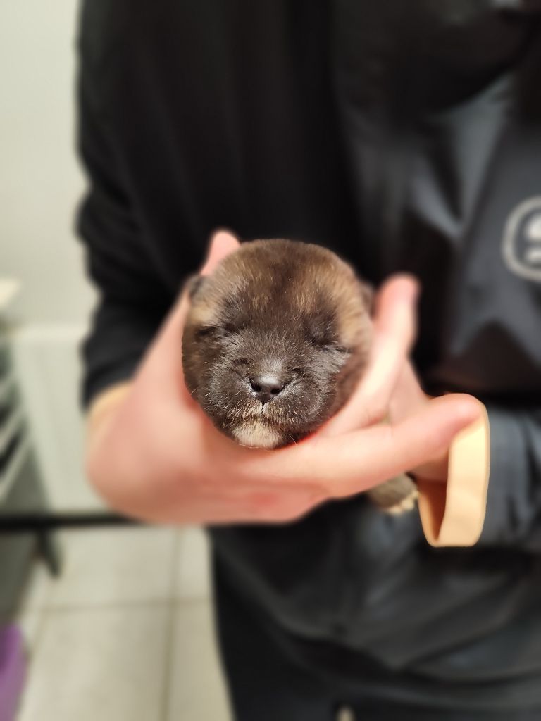 Du Grand Cèdre Bleu - Chiots disponibles - Akita americain